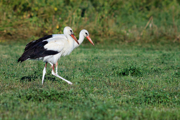 Two white stork on green field looking for food