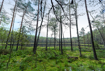 Obraz premium The swamp in the forest next to the lake