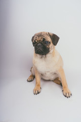 Obraz premium Funny Pug Puppy on white background. portrait of a cute pug dog with big sad eyes and a questioning look on a white background, Beige pug with huge eyes on a white background