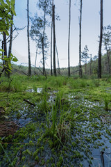 The swamp in the forest next to the lake