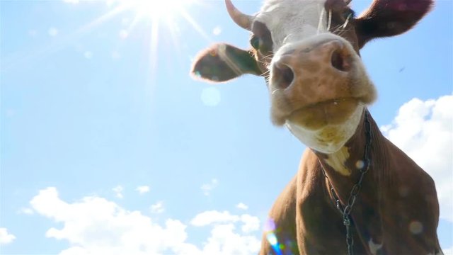 A cow on a blue sky background. Close-up.