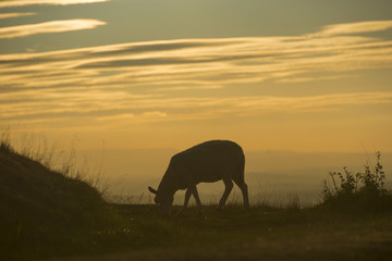 Naklejka na ściany i meble Sheep grazing in the sunset on the Malvern Hills Worcestershire