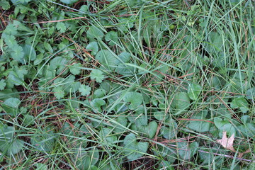 grass and gardenia plants
