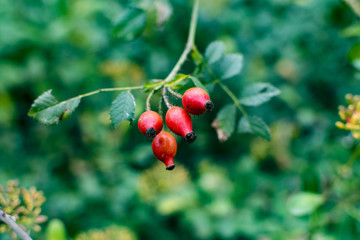 Obraz premium Wild berries of a forest in Europe.