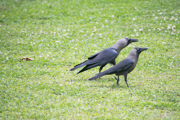 Two House Crows (Corvus splendens), one with visible nictitating membrane