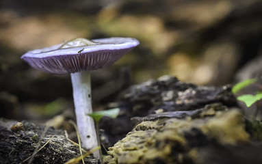 Close Up of a Purple Mushroom in a Woodland