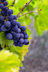 Grape vine of the Tempranillo variety grown in Europe.
