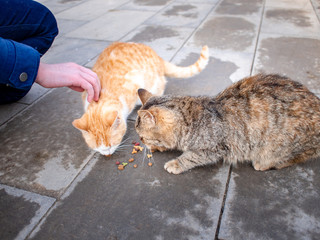 The hand of a teenage girl with food and two hungry stray cats on the street eat food on the pavement