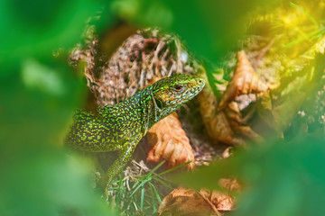 European Green Lizard