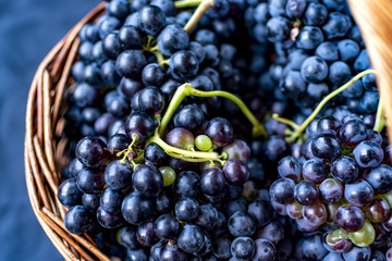Wicker basket full of Tempranillo grapes