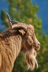 Portrait of Goat with Horns