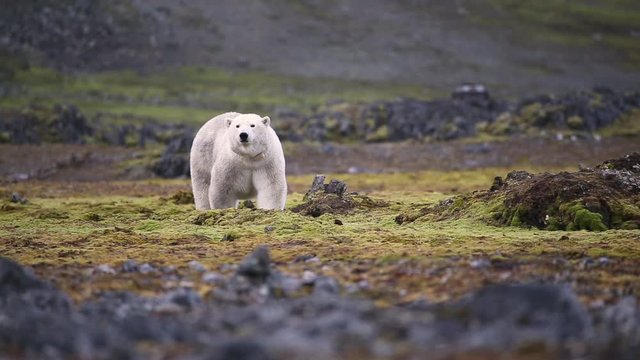 short and close shot on a polar bear.
