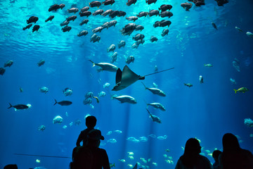 Father and son along with other unidentifiable silhouettes admiring fish and rays in a giant, blue...