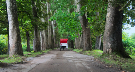 Horse cart in the Big Alley (Velika aleja) in Ilidža