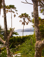coconut tree on the beach