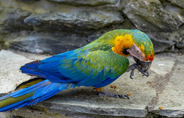 Portrait of sitting yellow breast Ara. (Ara ararauna).