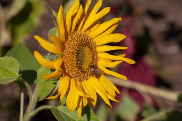 Hummel auf der Sonnenblume 