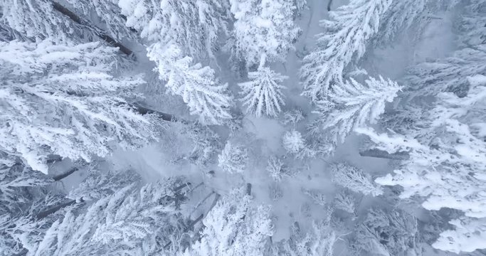 Snowy Trees