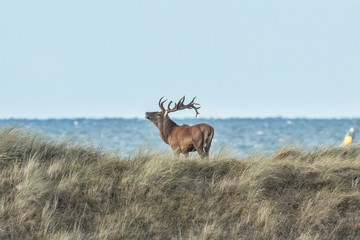 wilde ostsee