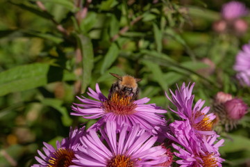 Hummel
