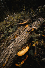 Pilze im Herbst im Wald