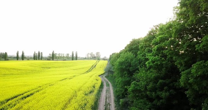 Endless rapeseed field fron the bird eye view. Rape field. Yellow rapeseed fields and blue sky with clouds in sunny weather. Agriculture.