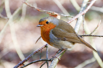 Single adult European Robin (Erithacus Rubecula) perched on a branch