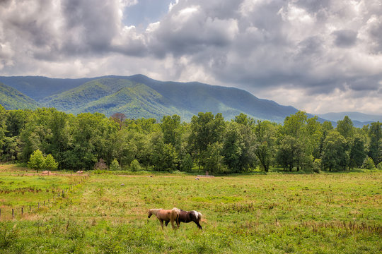 Landscape photo of two horses in a green meadow in the Great Smoky Mountains with trees, mountains and moody clouds in the distance