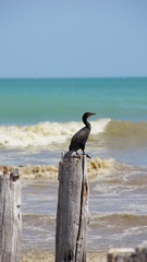 cormorant on beach
