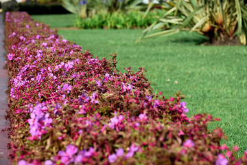  flowers by the roadside