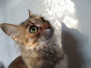 Muzzle of a lovely long-haired cat