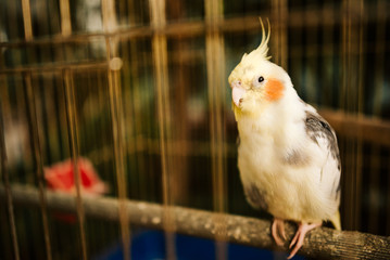Parrot in a cage
