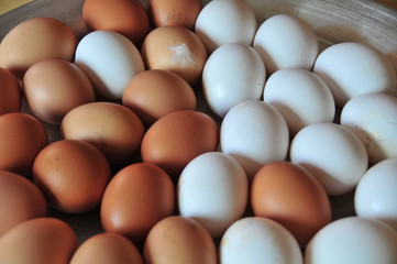 huevos de gallina de granja y de rancho