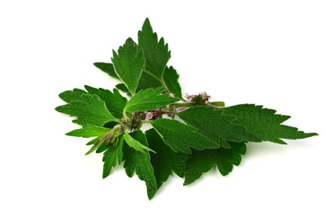 Motherwort Medicinal Herb Plant. Isolated on White Background. Also Leonurus Cardiaca, Throw-Wort, Lion's Ear or Tail.