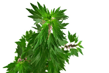 Motherwort Medicinal Herb Plant. Isolated on White Background. Also Leonurus Cardiaca, Throw-Wort, Lion's Ear or Tail.