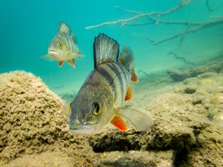 European perch close to camera © Mps197