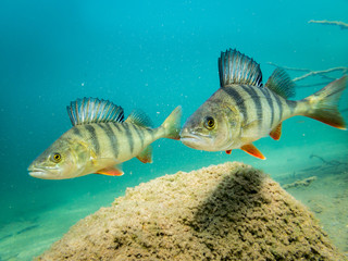 Two European perch in clear water