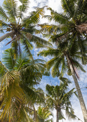 Fototapeta na wymiar Perfect palms in front of sky