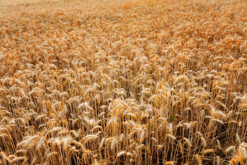 Golden wheat ears close up fields harvest crop