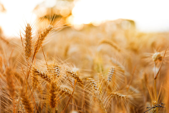 Golden wheat ears close up fields harvest crop