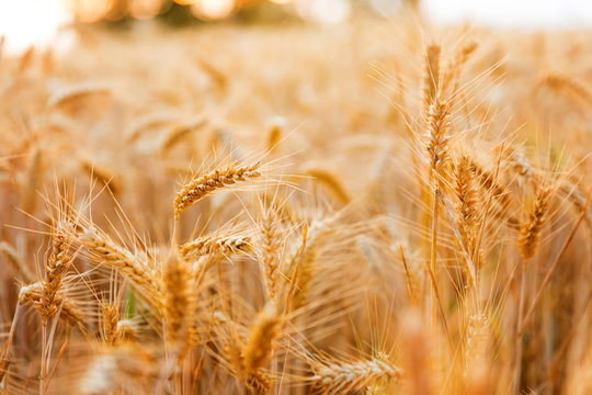 Golden wheat ears close up fields harvest crop