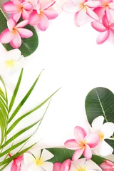 Papier Peint photo autocollant Frangipanier Bordure moderne florale tropicale de feuilles de palmier et de fleur de frangipanier plumeria