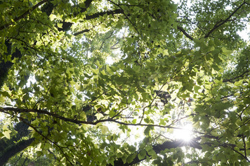 Fototapeta na wymiar Sunlight through tree