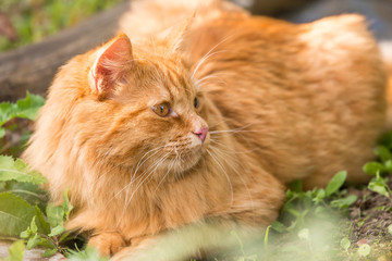 Red orange cat in profile outdoor in nature close up