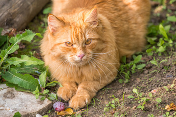 Naklejka na ściany i meble Red orange cat in garden outdoor in nature