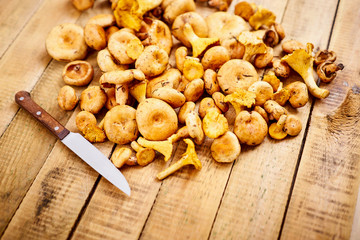 delicious fresh lactarius mushrooms straight from the forest and a knife on an old wooden table