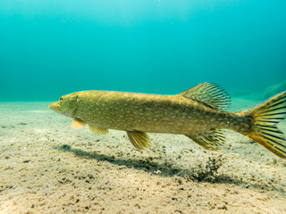 Northern pike accelerates