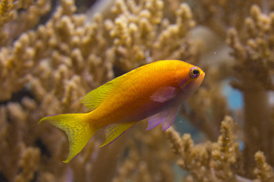 Two-spot basslet, twospot or twinspot anthias, bimac anthias, purple goldie (Pseudanthias bimaculatus).