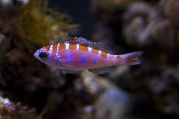Chalk bass (Serranus tortugarum).