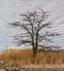 Cedar Point Sanctuary